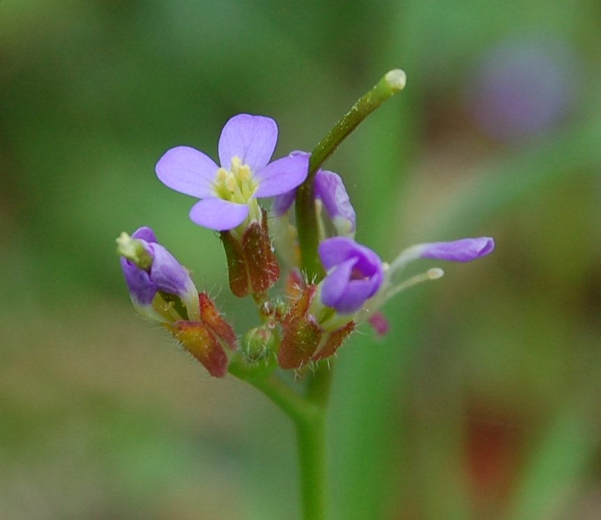Arabette, voglia di primavera